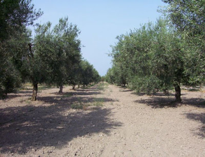 Manfredonia, Oliveto