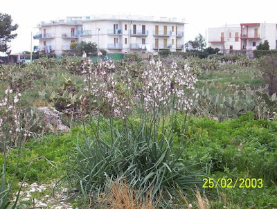Manfredonia, Asfodelo mediterraneo