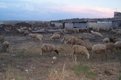 Manfredonia, Allevamento di ovini