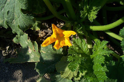 Field pumpkin