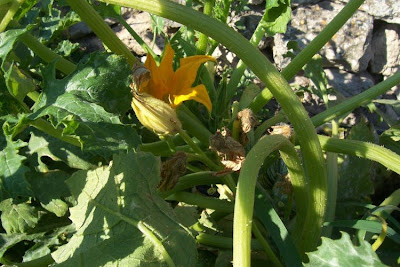 Field pumpkin