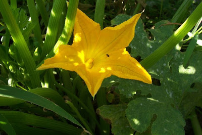 Field pumpkin