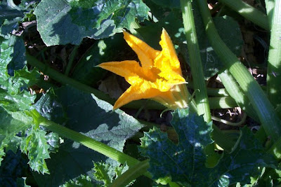 Field pumpkin