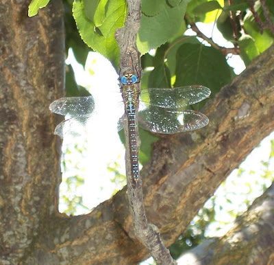 Aeshna affinis