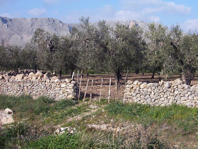 Manfredonia, Oliveto nella zona Scaloria