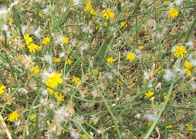 Chondrilla juncea L.