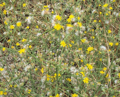 Chondrilla juncea L.