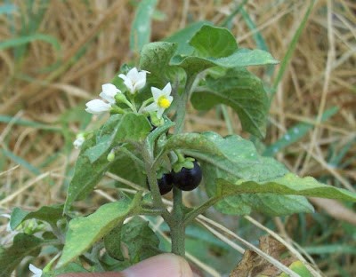 Garden nightshade