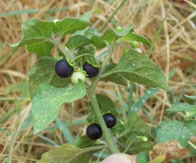 Garden nightshade