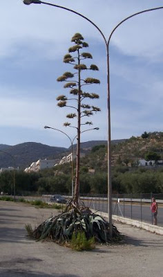 Agave americana L.
