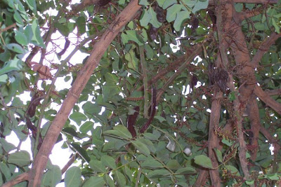 Locust Pods Locust Pods