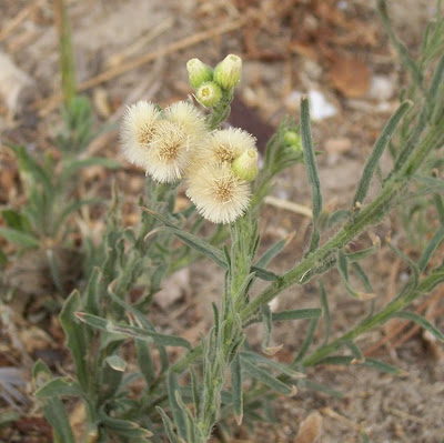 Flax-leaf fleabane