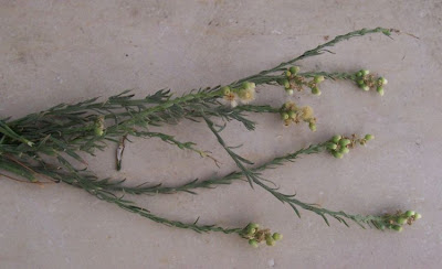 Flax-leaf fleabane