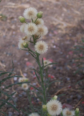 Flax-leaf fleabane