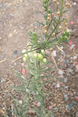 Flax-leaf fleabane