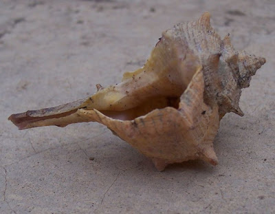 Bolinus brandaris Bolinus brandaris