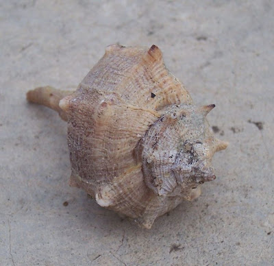 Bolinus brandaris Bolinus brandaris