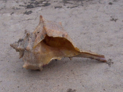 Bolinus brandaris Bolinus brandaris