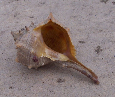 Bolinus brandaris Bolinus brandaris