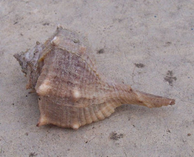 Bolinus brandaris Bolinus brandaris