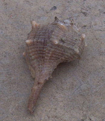 Bolinus brandaris Bolinus brandaris
