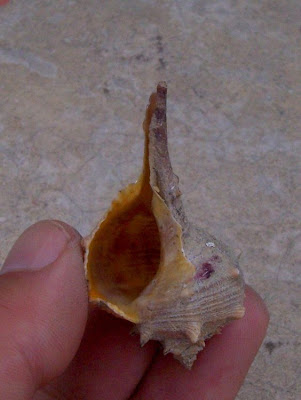 Bolinus brandaris Bolinus brandaris