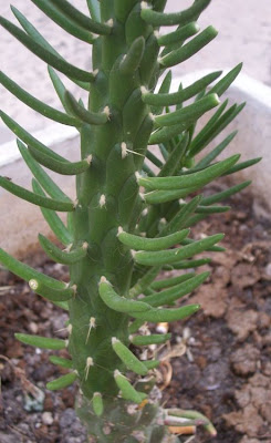 Cane cactus