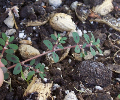 Spotted spurge