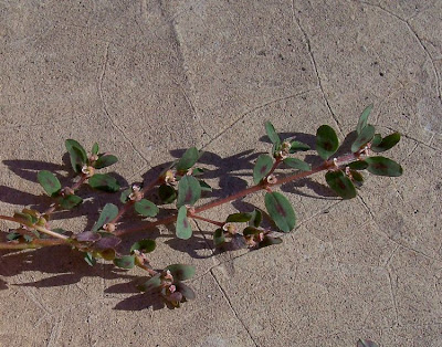 Chamaesyce maculata (L.) Small