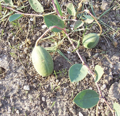 Caper Plant Caper Plant