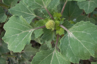 Xanthium strumarium,
Bardana minuta,
bardana-menor,
cadillo com&uacute;n,
California-bur,
Canada cockleburr,
carrapicho-de-carneiro,
carrapicho-grande,
cocklebur,
cockleburr,
common cocklebur,
Gew&ouml;hnliche Spitzklette,
kankerroos