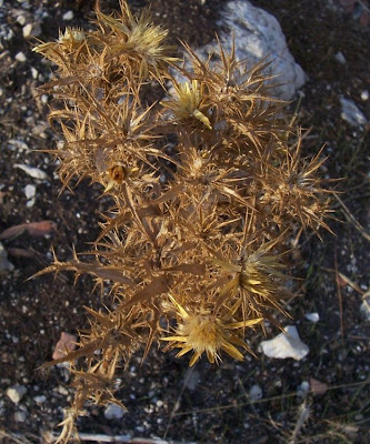 Clustered Carline Thistle