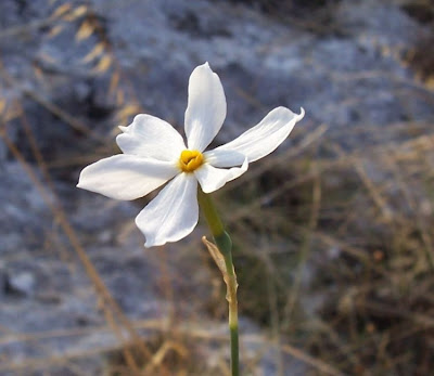 Narcissus serotinus L.