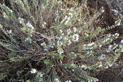 Satureja cuneifolia Ten.