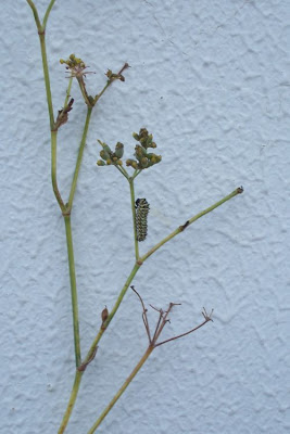 Fenchel Fenchel