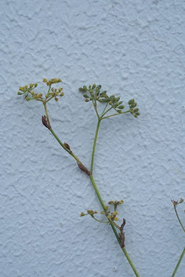Fenchel Fenchel