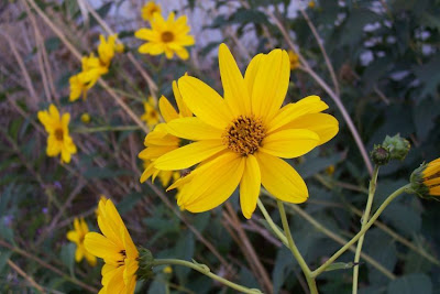 Casta�a de tierra