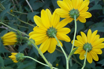 Casta�a de tierra