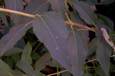 Casta�a de tierra