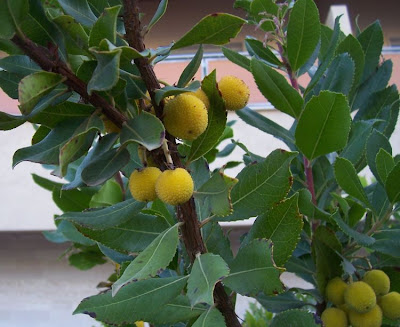 Corbezzolo Corbezzolo