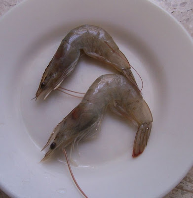 Common shrimp