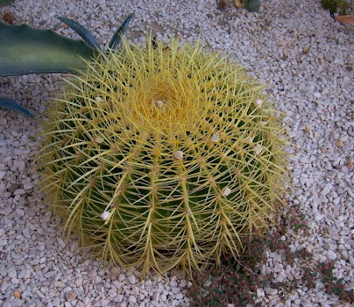 Echinocactus grusonii,
barrel cactus,
gold barrell cactus,
gold-ball cactus,
Mother in Laws Seat