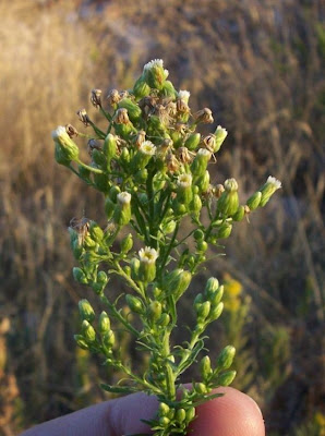 Butterweed Butterweed