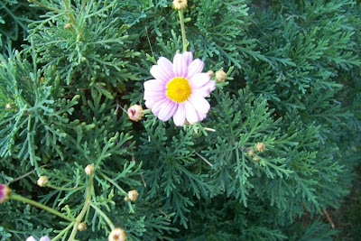 Brachyscome iberidifolia,
Swan River daisy