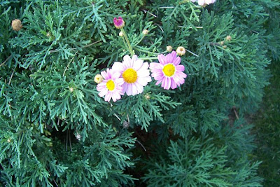 Brachyscome iberidifolia,
Swan River daisy