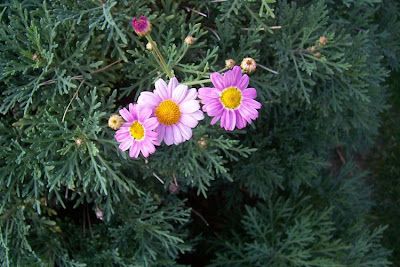Brachyscome iberidifolia,
Swan River daisy