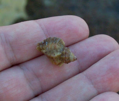 Ocenebra erinacea