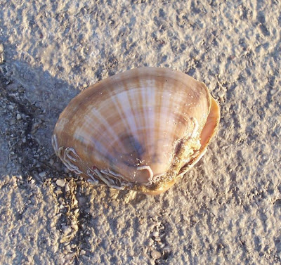 Mactra stultorum