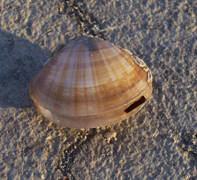 Mactra corallina