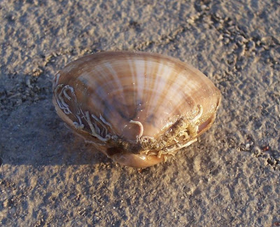 Mactra stultorum